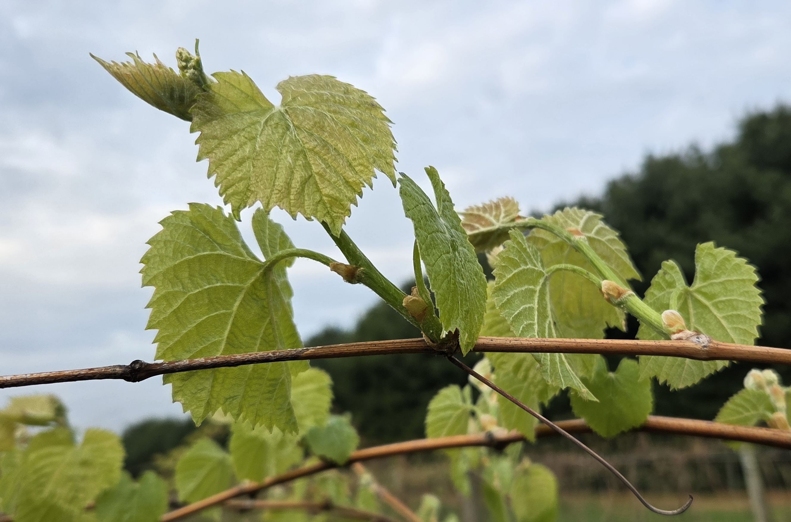 20250506_Geneva Red_Mike Reinke.jpg